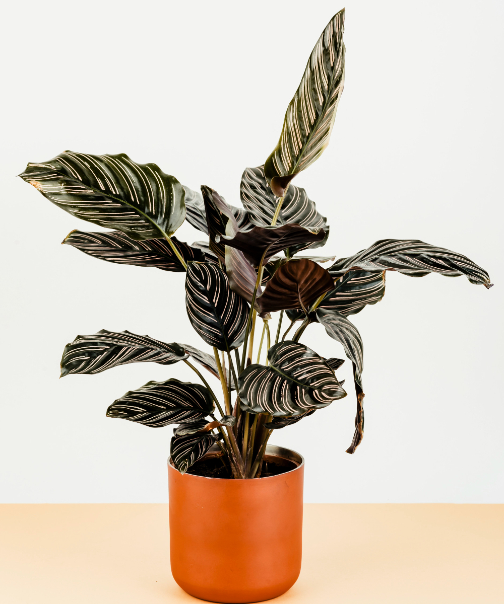 Coffee Table Vase
