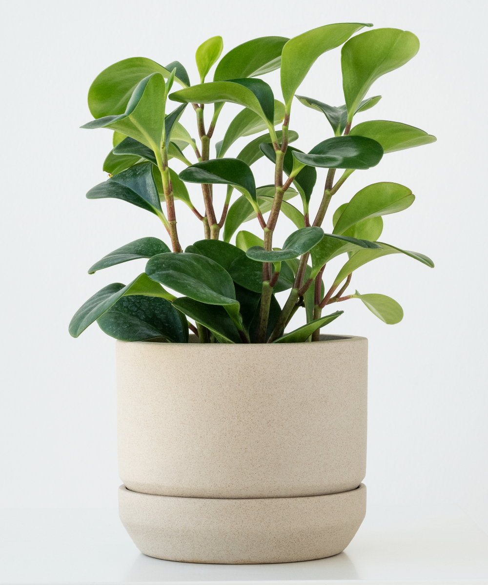 Round Vase